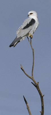 Black-shouldered Kite