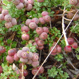 Kunzea pomifera