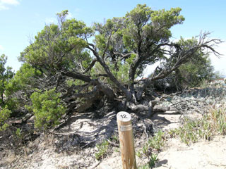 Leucopogon parviflorus