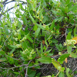 Muehlenbeckia gunnii