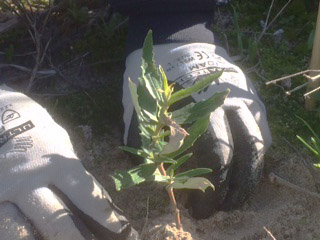 Revegetating Coastal Bitterbush