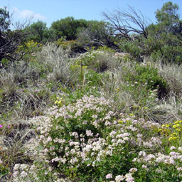 Spring in the Tennyson Dunes