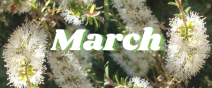 March banner, Melaleuca lanceolata